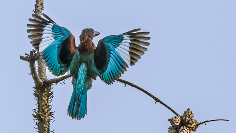 Nanchang’s Rare Birds Shine in Summer Splash Fest 🌿🐦 Nanchang’s Rare Birds Shine in Summer Splash Fest 🌿🐦
