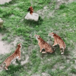 E5IY6EBQPDQQ5PFRDHP7 - 🌍NewspaperAmigo – Your Global News Buddy 🗞️ Tiger Kindergarten 🐯 Teaches Cubs Survival Skills in Fujian 🌿 video poster