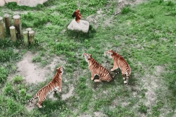 Tiger Kindergarten 🐯 Teaches Cubs Survival Skills in Fujian 🌿 Tiger Kindergarten 🐯 Teaches Cubs Survival Skills in Fujian 🌿 video poster