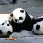 EGQQL64QN3AUZXCDMT4Z - 🌍NewspaperAmigo – Your Global News Buddy 🗞️ World’s Only Panda Triplets Turn 11 in China 🎉🐼 video poster