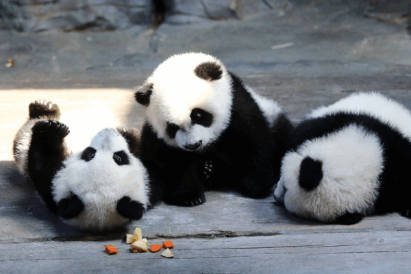 World’s Only Panda Triplets Turn 11 in China 🎉🐼 World’s Only Panda Triplets Turn 11 in China 🎉🐼 video poster