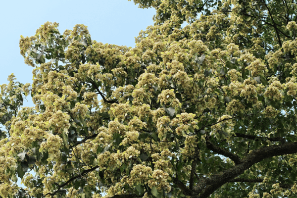 Millennium-Old Tree Blooms in Guizhou 🌸✨ Millennium-Old Tree Blooms in Guizhou 🌸✨