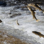F4J2LVWNGD9ZZFGNVKMM - 🌍NewspaperAmigo – Your Global News Buddy 🗞️ Nature’s Spectacle: Qinghai Lake Naked Carp Migration Peaks 🌊🐟 video poster