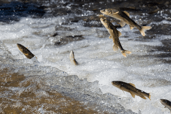 Nature’s Spectacle: Qinghai Lake Naked Carp Migration Peaks 🌊🐟 Nature’s Spectacle: Qinghai Lake Naked Carp Migration Peaks 🌊🐟 video poster