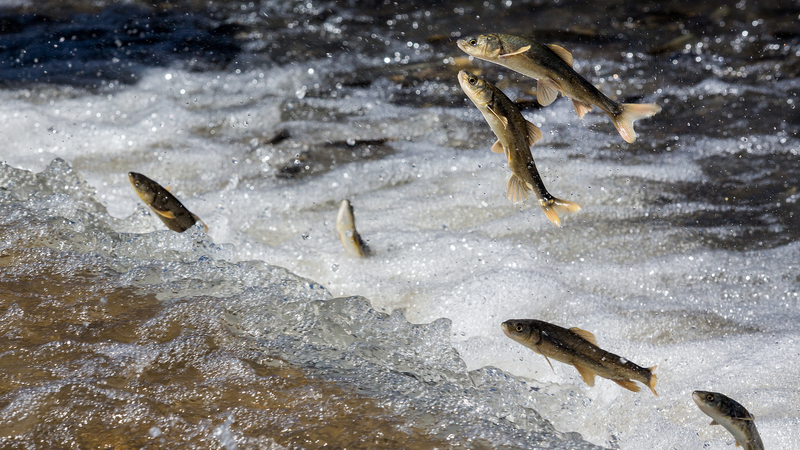 Nature’s Spectacle: Qinghai Lake Naked Carp Migration Peaks 🌊🐟 video poster