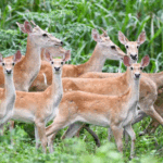 FVP1OZZ6F2K31LF1PC1Q - 🌍NewspaperAmigo – Your Global News Buddy 🗞️ Rare Hainan Deer Thrive in Conservation Success 🦌🌿