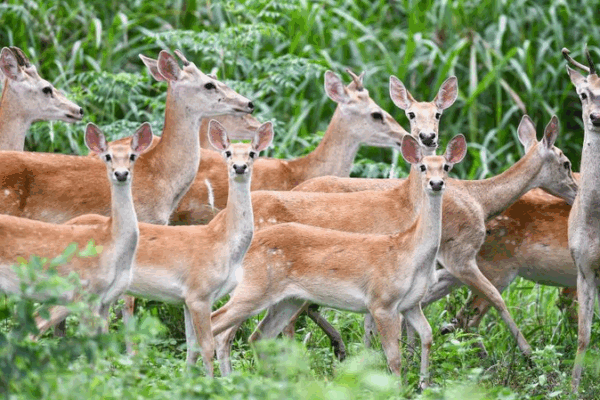 Rare Hainan Deer Thrive in Conservation Success 🦌🌿 Rare Hainan Deer Thrive in Conservation Success 🦌🌿
