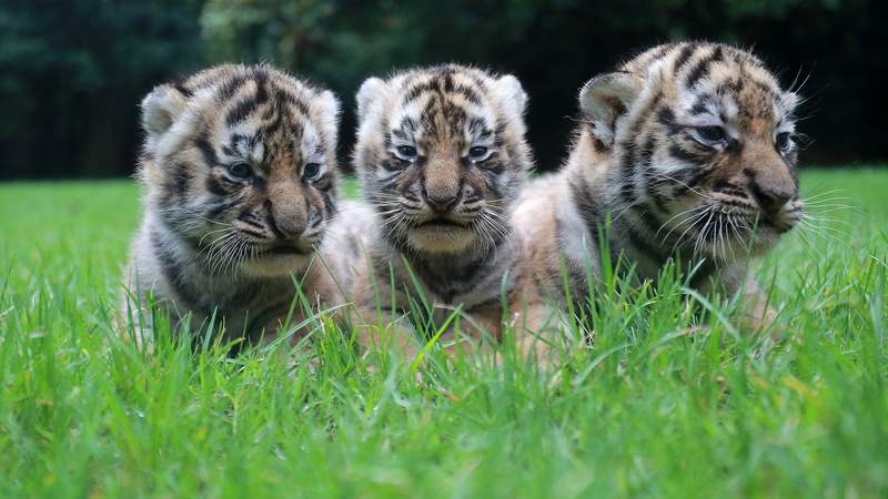 Roaring Back: Global Push to Save Wild Tigers π
π Roaring Back: Global Push to Save Wild Tigers π
π