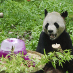 GA63M87MW7T6SU8JT2QG - 🌍NewspaperAmigo – Your Global News Buddy 🗞️ Panda Party! 🎉 Maozhu Turns 11 with Cake & Fans in Yunnan video poster