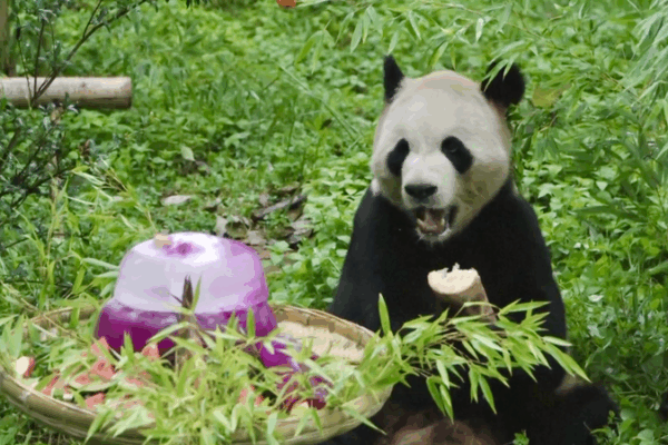 Panda Party! 🎉 Maozhu Turns 11 with Cake & Fans in Yunnan Panda Party! 🎉 Maozhu Turns 11 with Cake & Fans in Yunnan video poster