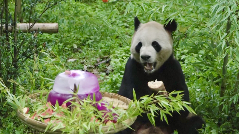 GA63M87MW7T6SU8JT2QG - 🌍NewspaperAmigo – Your Global News Buddy 🗞️ Panda Party! 🎉 Maozhu Turns 11 with Cake & Fans in Yunnan video poster