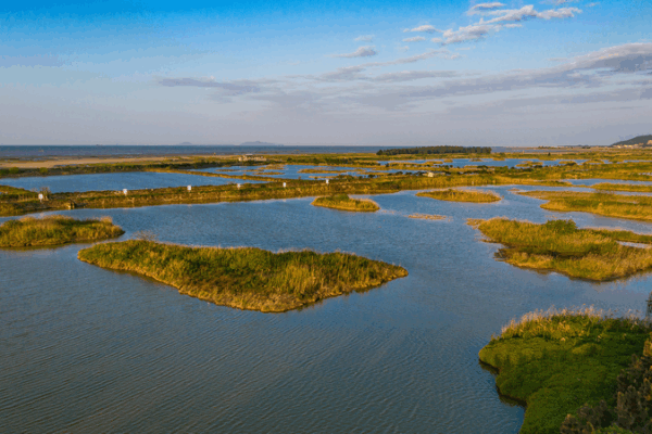 Wetland Oasis Fuels Epic Bird Migrations 🦆🌏 Wetland Oasis Fuels Epic Bird Migrations 🦆🌏