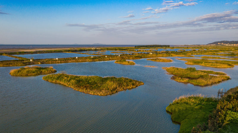 Wetland Oasis Fuels Epic Bird Migrations 🦆🌏