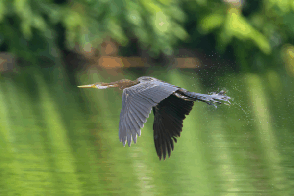 Rare ‘Snakebird’ Spotted in Hainan for First Time ๐ฟ๐ฆ Rare 'Snakebird' Spotted in Hainan for First Time ๐ฟ๐ฆ video poster