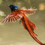 HYV4OL34RVHS9TW1IYPR - 🌍NewspaperAmigo – Your Global News Buddy 🗞️ Rare 'Phoenix-Like' Bird Stuns in China 🌟🦜