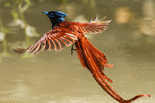 Rare ‘Phoenix-Like’ Bird Stuns in China 🌟🦜 Rare 'Phoenix-Like' Bird Stuns in China 🌟🦜