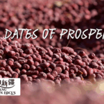 IFS4F2WGW95N0HCIMYDO - 🌍NewspaperAmigo – Your Global News Buddy 🗞️ Xinjiang's Sweet Success: How Ruoqiang Dates Fuel Prosperity 🌱💰 video poster