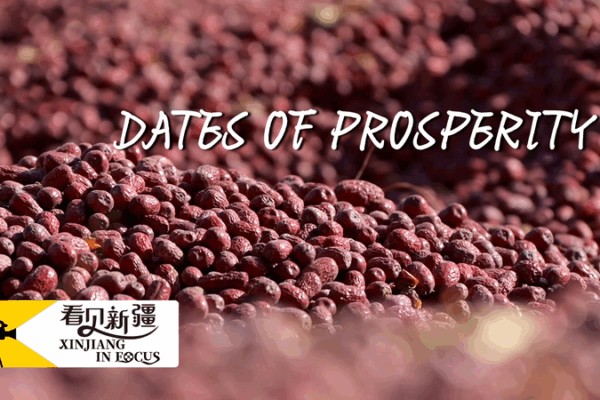 Xinjiang’s Sweet Success: How Ruoqiang Dates Fuel Prosperity 🌱💰 Xinjiang's Sweet Success: How Ruoqiang Dates Fuel Prosperity 🌱💰 video poster