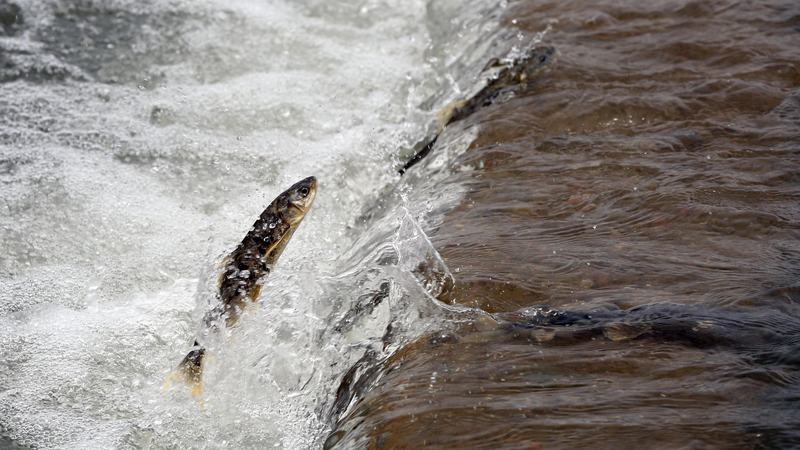 Qinghai Lake’s Wild Spectacle: Where Fish & Birds Collide 🐟🦅 Qinghai Lake’s Wild Spectacle: Where Fish & Birds Collide 🐟🦅 video poster