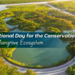 Mangroves: The Climate Heroes We Need 🌱🌍