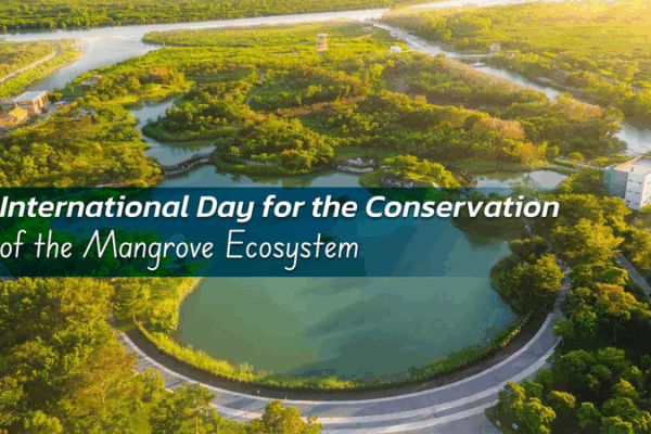 Mangroves: The Climate Heroes We Need 🌱🌍 Mangroves: The Climate Heroes We Need 🌱🌍