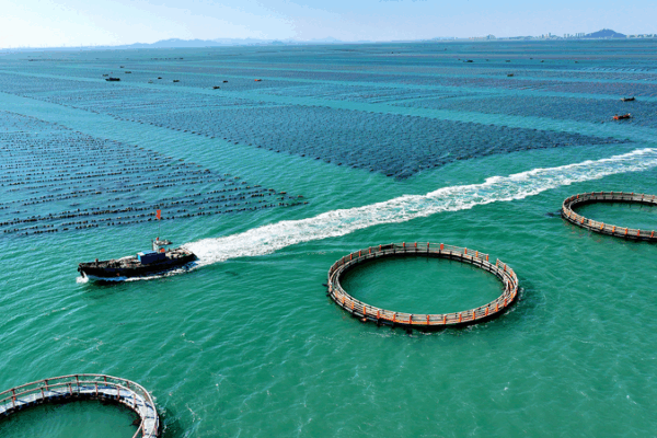 Xi Pushes Unified Market & Marine Growth 🌊📈