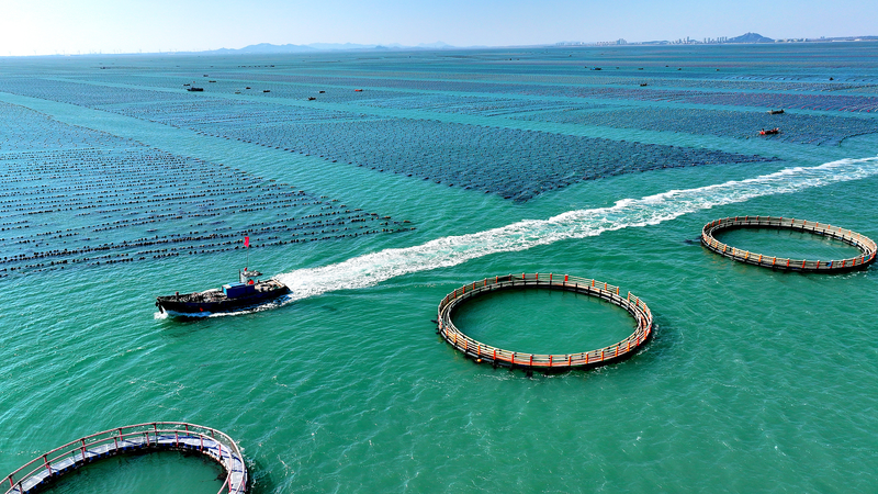 Xi Pushes Unified Market & Marine Growth 🌊📈