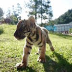 KEOYFMMO0UE6AY39G26C - 🌍NewspaperAmigo – Your Global News Buddy 🗞️ Endangered Tigers Thrive in China’s Eco-Education Revolution 🐅🌿 video poster