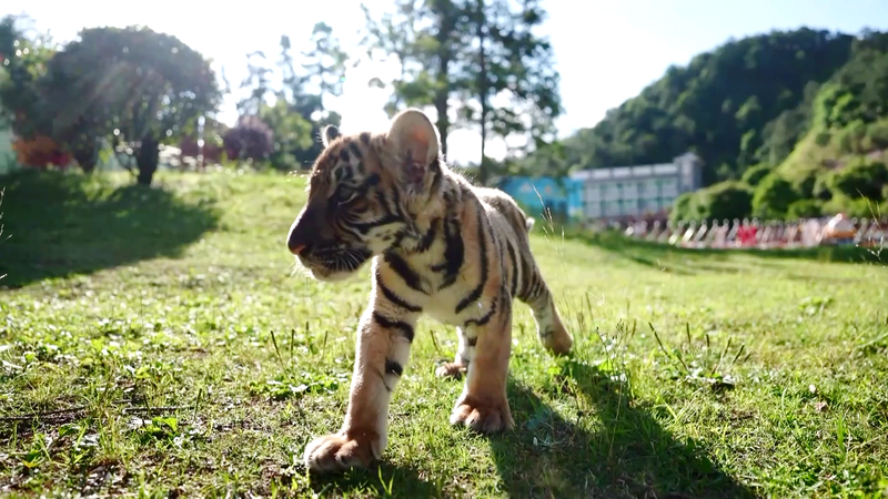 Endangered Tigers Thrive in China’s Eco-Education Revolution 🐅🌿 video poster