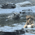 KL8OWFTLPV4EM79BEMYO - 🌍NewspaperAmigo – Your Global News Buddy 🗞️ Lion & Tiger’s Unlikely Bromance Goes Viral at Beijing Zoo 🦁🐯