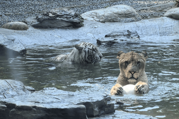 Lion & Tiger’s Unlikely Bromance Goes Viral at Beijing Zoo 🦁🐯 Lion & Tiger’s Unlikely Bromance Goes Viral at Beijing Zoo 🦁🐯