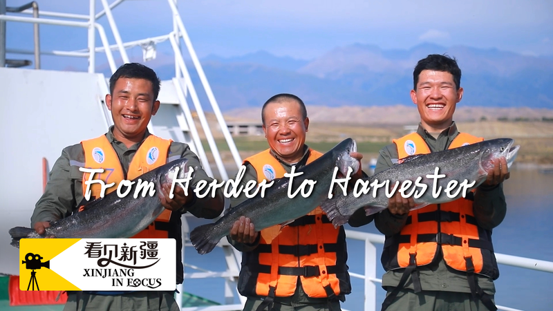 From Herder to Harvester: Xinjiang’s Salmon Boom 🐟✨ From Herder to Harvester: Xinjiang’s Salmon Boom 🐟✨ video poster