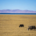 L9N02YO36TC5Y5ZLKR8L - 🌍NewspaperAmigo – Your Global News Buddy 🗞️ Chinese Scientists Clone Yak in Breakthrough for High-Altitude Farming 🐂🔬