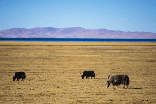Chinese Scientists Clone Yak in Breakthrough for High-Altitude Farming 🐂🔬 Chinese Scientists Clone Yak in Breakthrough for High-Altitude Farming 🐂🔬