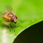 LHXL5LEL1T05IYG55NIE - 🌍NewspaperAmigo – Your Global News Buddy 🗞️ Chinese Scientists Crack Fruit Fly Life Code 🧬🪰