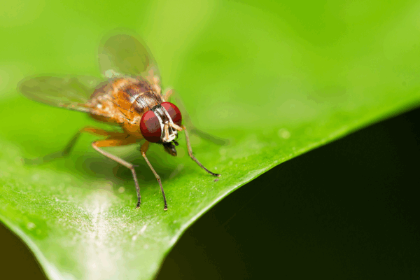Chinese Scientists Crack Fruit Fly Life Code 🧬🪰 Chinese Scientists Crack Fruit Fly Life Code 🧬🪰