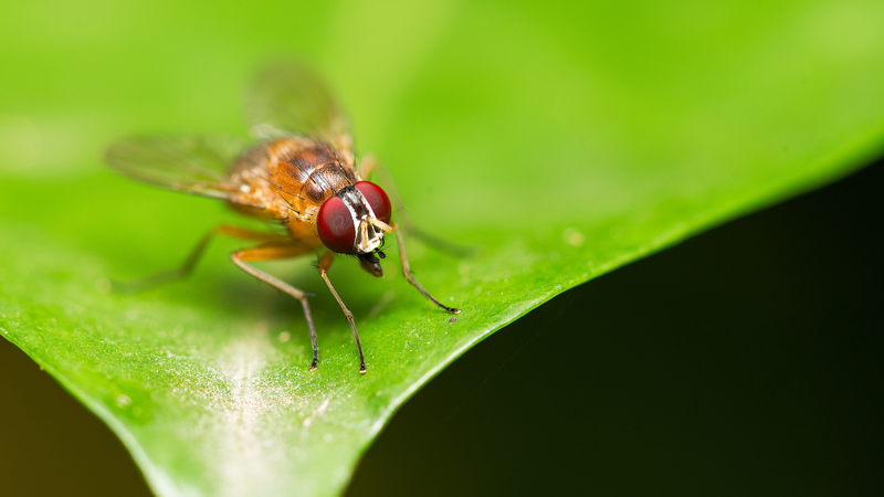 Chinese Scientists Crack Fruit Fly Life Code 🧬🪰