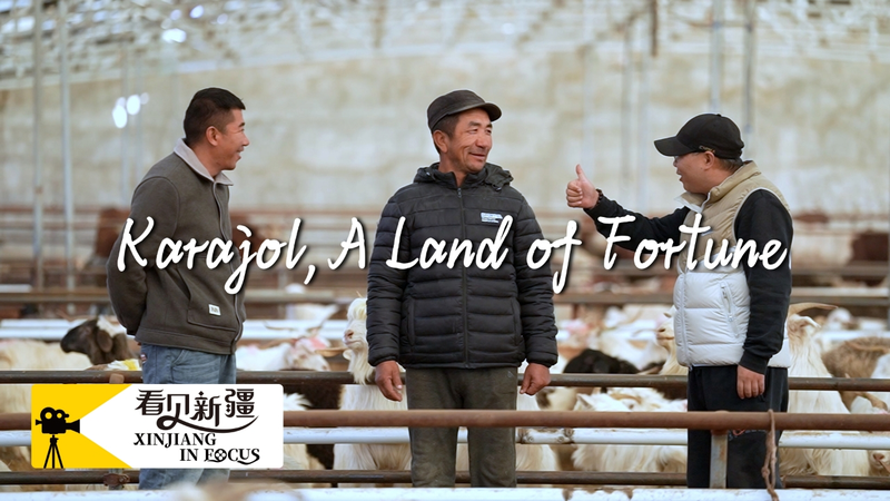 From Bite to Business: How Xinjiang’s Lamb Sparked a Livestream Empire 🐑💻 video poster