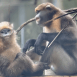 M5YRA34ZMOJ94RFTSWP7 - 🌍NewspaperAmigo – Your Global News Buddy 🗞️ Saving China’s Golden Monkeys: Guizhou’s Snub-Nosed Primates Get a Lifeline 🐒🌿