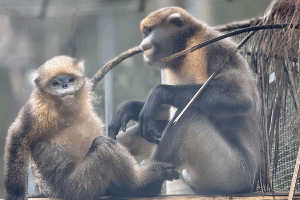 Saving China’s Golden Monkeys: Guizhou’s Snub-Nosed Primates Get a Lifeline 🐒🌿 Saving China’s Golden Monkeys: Guizhou’s Snub-Nosed Primates Get a Lifeline 🐒🌿