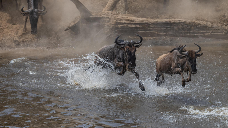 Wildebeest Migration Thrills Viewers in CGTN’s Live River Crossing 🌍🦓 Wildebeest Migration Thrills Viewers in CGTN’s Live River Crossing 🌍🦓 video poster