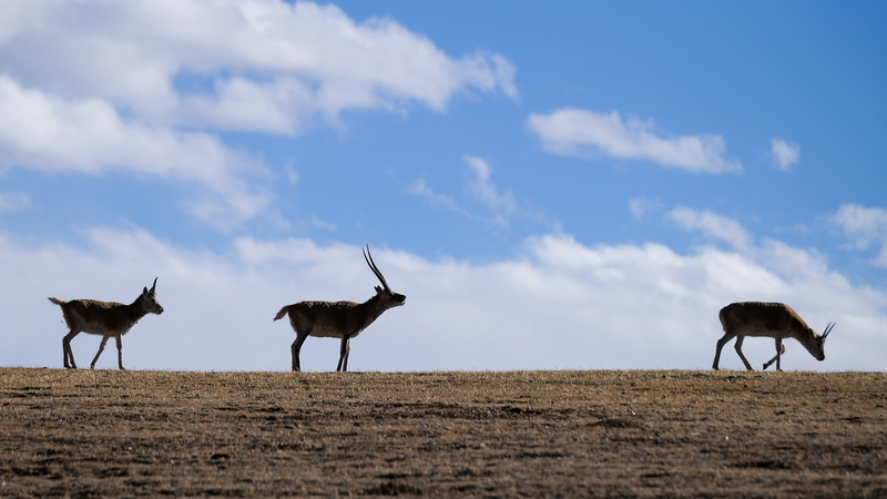 Xizang’s High-Altitude Eco-Guardians Tackle Climate Challenges 🏔️🌱 Xizang's High-Altitude Eco-Guardians Tackle Climate Challenges 🏔️🌱
