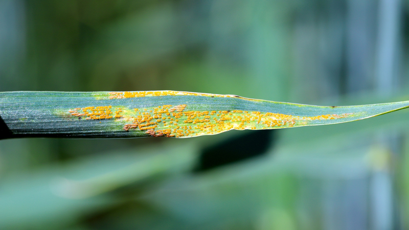 R5OUYVLW16Z6CZRE62NX - 🌍NewspaperAmigo – Your Global News Buddy 🗞️ Chinese Scientists Crack Wheat 'Cancer' Code 🧬🌾