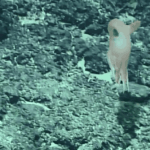 SK09615LJFE9CP69IFS5 - 🌍NewspaperAmigo – Your Global News Buddy 🗞️ Chinese Scientists Discover Adorable ‘Dumbo’ Octopus Species 🌊🐙