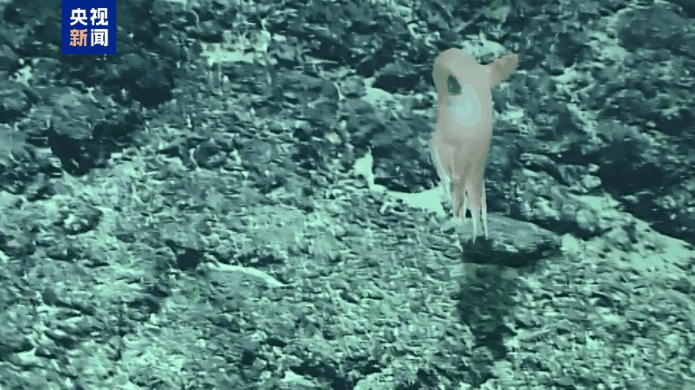 Chinese Scientists Discover Adorable ‘Dumbo’ Octopus Species 🌊🐙