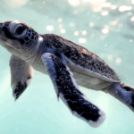 SP88XNCM18VJTLMSDFIT - 🌍NewspaperAmigo – Your Global News Buddy 🗞️ Green Turtles Flock Back to Xisha Islands as Ecosystems Thrive 🐢🌿