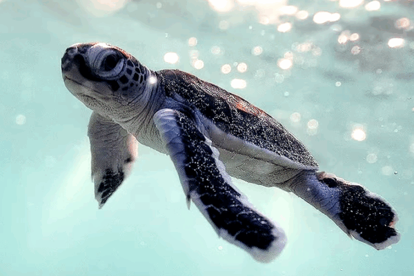 Green Turtles Flock Back to Xisha Islands as Ecosystems Thrive 🐢🌿 Green Turtles Flock Back to Xisha Islands as Ecosystems Thrive 🐢🌿