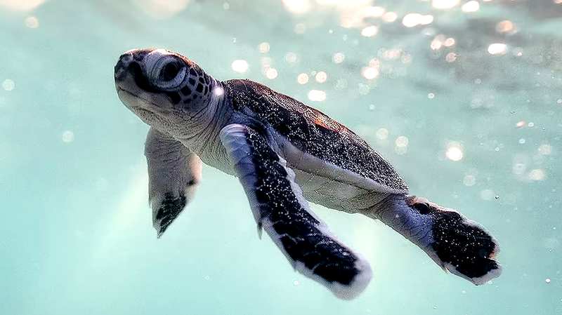 SP88XNCM18VJTLMSDFIT - 🌍NewspaperAmigo – Your Global News Buddy 🗞️ Green Turtles Flock Back to Xisha Islands as Ecosystems Thrive 🐢🌿