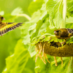 Sunflower Feasts: Birds Flock to Jiangxi Wetland Park 🌻🐦