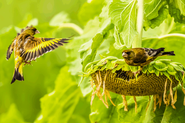 Sunflower Feasts: Birds Flock to Jiangxi Wetland Park 🌻🐦 Sunflower Feasts: Birds Flock to Jiangxi Wetland Park 🌻🐦